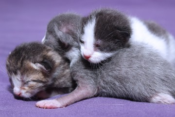 LITTER OF NEWBORN KITTENS