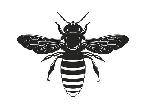 Image of the bee silhouette. View from above. Vector illustration.