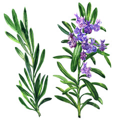 Fresh rosemary herb and spice branch, plant with flowers isolated, hand drawn watercolor illustration on white - 204974804
