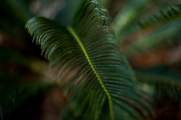 Tropical palm leaves, natural green background.Ecology concept.