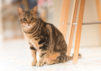 Beautiful relaxed domestic cat at home