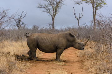 Fototapeta premium White rhino in Hlane Royal National Park, Swaziland