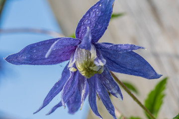  clematis, purple, dark blue flower petals, blurred background, closeup - 204976474