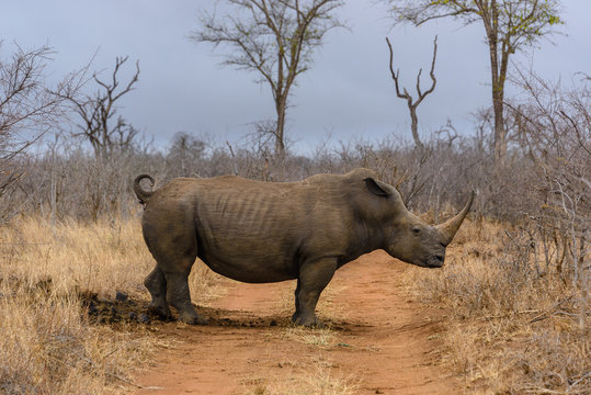 White rhino in Hlane Royal National Park, Swaziland