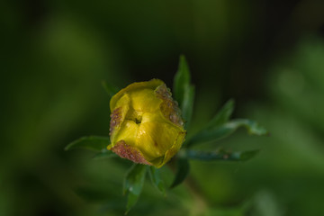 European complete flower, yellow floral bud, closeup