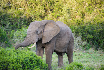 African Elephant in Addo Elephant National Park, South Africa