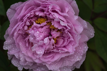 tree peony flower, pink petal, closeup