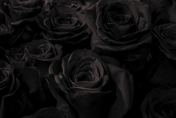  dark  black roses
