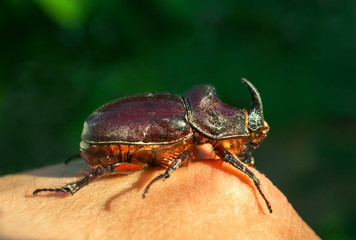 giant beetle beetle, an unusual insect beetle with a horn at sunset.