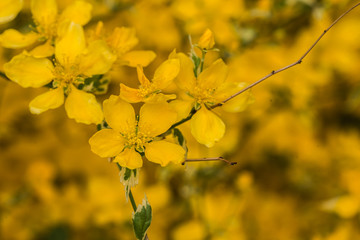 yellow flower on a twig, yellow blurred background, closeup - 204976823