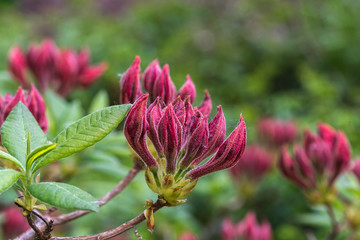 rhododendron, red flower bud, green blurred background, closeup - obrazy, fototapety, plakaty