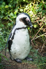 Naklejka premium African penguin, also known as Black-Footed or Jackass Penguin, at Boulders Beach in Simon's Town, South Africa