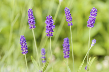 Lavender flower head close up. Bright green natural background. 