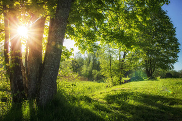 Summer landscape of green nature with bright sun and clear blue sky in morning. Countryside view on...