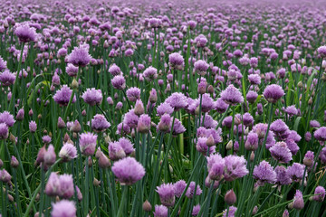 Fototapeta premium violette blüten