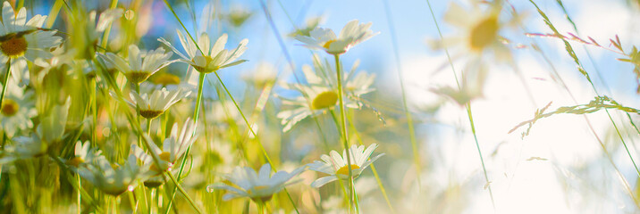White camomiles against the blue sky. Summer panoramic background.