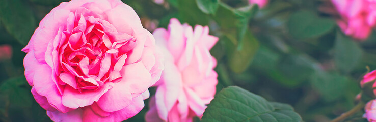Beautiful pink rose, natural panoramic summer background.