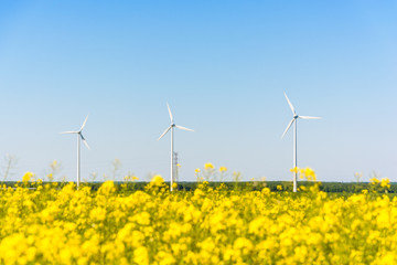 Three wind turbines against blue sky in the french countryside, with a blurry field of rapeseed in bloom in the foreground, produce clean electricity from the energy of the wind.
