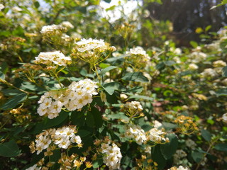 Rosa multiflora flowers in the garden, small white flowers on the bushes, botanical garden in spring, green branches and beautiful flowers, preparation for the designer, copy space