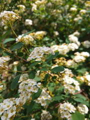 Rosa multiflora flowers in the garden, small white flowers on the bushes, botanical garden in spring, green branches and beautiful flowers, preparation for the designer, copy space