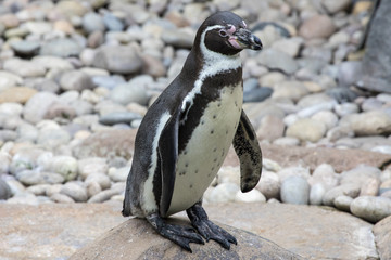 Fototapeta premium Penguin