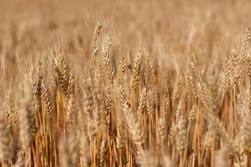 Field with spikes of ripe wheat background. Golden winter wheat field in sunlight closeup, shallow depth of field. Agriculture, agronomy and farming background. Harvest concept.