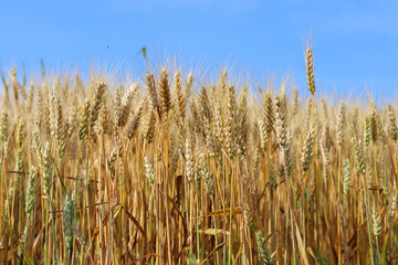 Spikes of golden ripe wheat on a blue sky background. Golden winter wheat field in sunlight closeup, shallow depth of field. Agriculture, agronomy and farming background. Harvest concept.