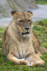 Fototapeta na wymiar Lioness at the Zoo