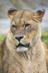 Lioness in a Zoo