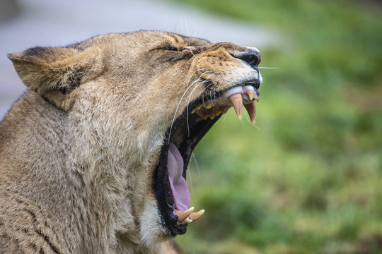 Lioness Roar