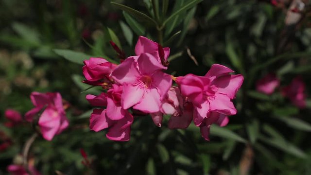 Pink flowers on bush, close up