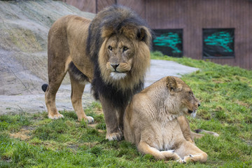 Male and Female Lions