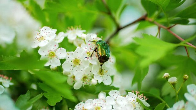 Green dung-beetle or protaetia aeruginosa bug on white flower, insect macro shot, selective focus