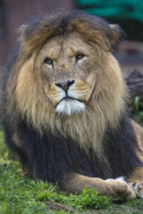 Obraz na płótnie Canvas Beautiful Lion