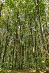 Naklejka premium Forest path in Fruska Gora. This is a mountain in Serbia. Sometimes, it is also referred to as jewel of Serbia, due to its beautiful landscape protection area, nature and its picturesque countryside.