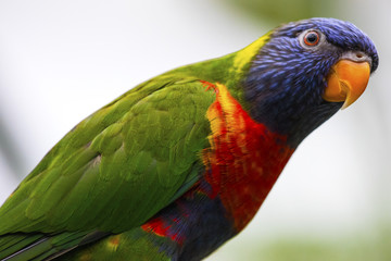 Rainbow Lorikeet