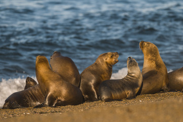 Sea lion Male in colony, patagonia Argentina