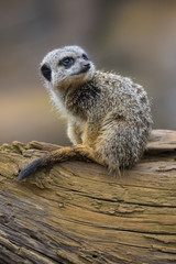 Meerkat