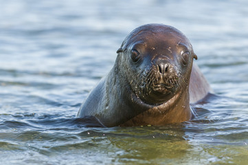Obraz premium Sea Lion pup, Patagonia Argentina