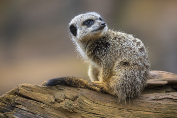 Meerkat