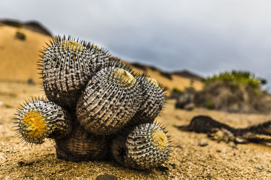 A Copiapoa Cactus inside Sugar Loaf National Park at Atacama Desert, Chile