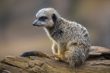 Meerkat