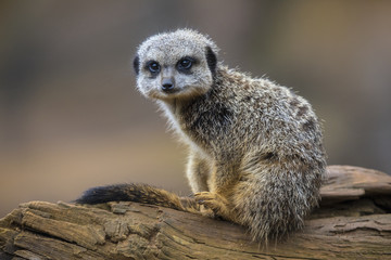 Meerkat