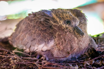 Young dove in its nest