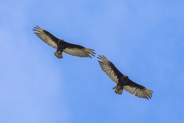 Obraz premium An amazing Red Head 