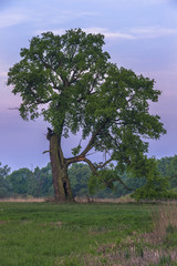Stare dęby w dolinie Warty. Świt w okolicy Rogalina © Piotr Szpakowski