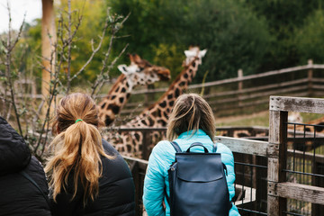 People or group of friends or guests of zoo look at giraffes