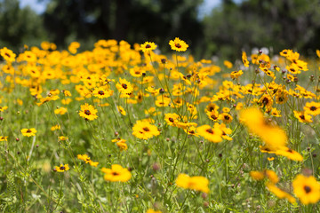 Obraz premium Southern Yellow Flowers