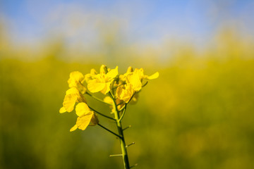 Canola blooming in the spring