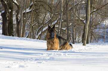 German Shepherd plays in the snow